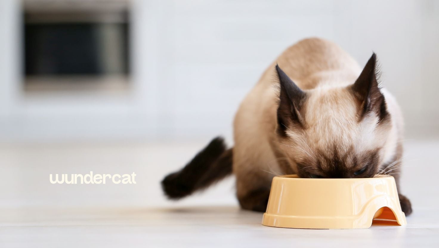 Siamese cat eating from a bowl on the floor