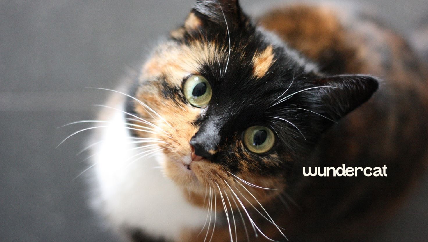 Calico cat looking up at the camera